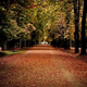 Illustration for article titled Shooting Challenge: Fall Leaves Gallery